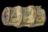 Fossil Fish (Ichthyodectes) Dorsal Vertebrae - Kansas #136479-1